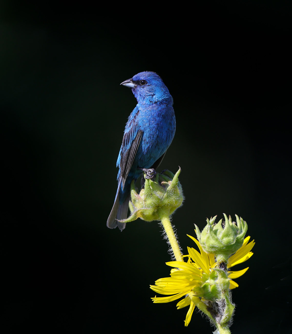 Indigo Bunting